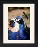 Framed Print of Peacock from Prints Prin...