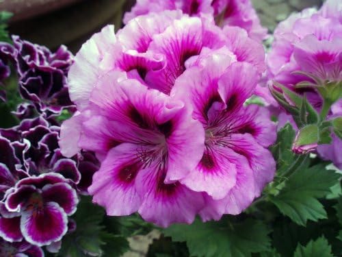 50 Cranesbill Lavender Geranium Seeds Large Blooms Copyrighted Idahoseeds