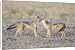Canvas Prints of SE-650 Black-backed Jackal - 16 week old pups grooming each other from Ardea Wildli