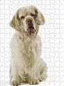 Prints of Dog - Clumber Spaniel - Sitting down from Ardea