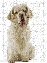 Prints of Dog - Clumber Spaniel - Sitting down from Ardea