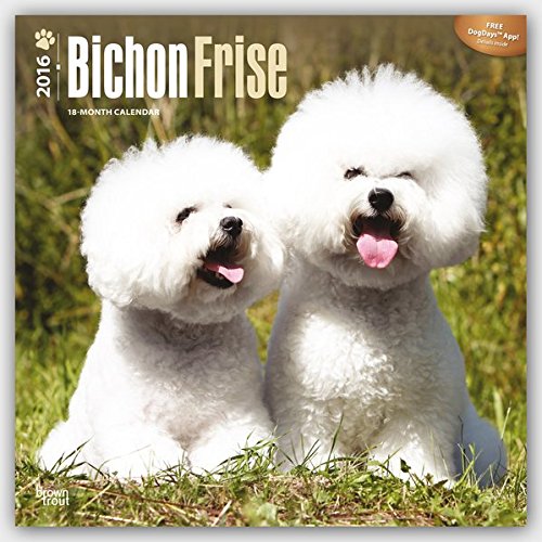 Bichon Frise 2016 Square 12x12 (Multilingual Edition)