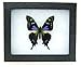 Framed Purple Spotted Swallowtail Butterfly Riker Mount (5