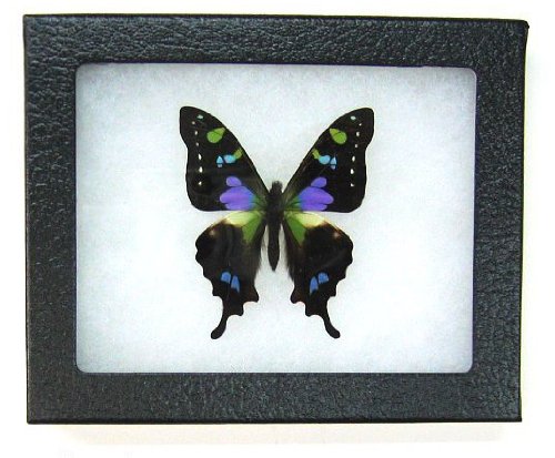 Framed Purple Spotted Swallowtail Butterfly Riker Mount (5