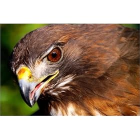 photographie Red Tail Hawk, Wild Life Rescue Center in Escondido. est disperible en (L x H): 30 x...