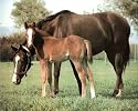 Horse Colt Animal Family Ranch Art Poster Print - 20" X 16"