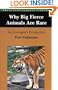 Why Big Fierce Animals Are Rare: An Ecologist's Perspective