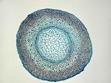 Fern Root Cs_hp_n5606 - 36