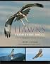 Hawks from Every Angle: How to Identify Raptors In Flight