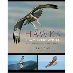 Hawks from Every Angle: How to Identify Raptors In Flight