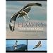 Hawks from Every Angle: How to Identify Raptors In Flight: How to Identify Raptors in Flight