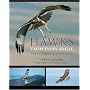 Hawks from Every Angle: How to Identify Raptors In Flight