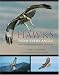 Hawks from Every Angle: How to Identify Raptors In Flight