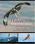 Hawks from Every Angle: How to Identify Raptors In Flight