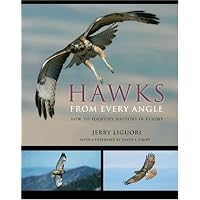 Hawks from Every Angle: How to Identify Raptors In Flight
