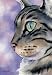 "Tabby Cat" Cat Art Print Signed by Artist DJ Rogers