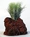 Tillandsia Funkiana Hawaiian Volcano Plant - Air Plant