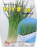 日光種苗　わけぎ　たねいも　