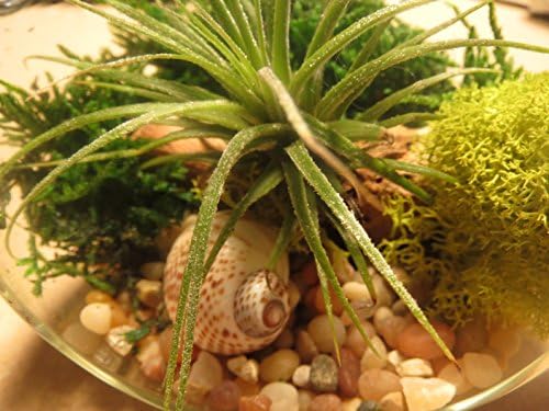 Terrarium Kit, Tillandsia Air Plant, Live Indoor Plants, 4-inch Hanging Glass Globe