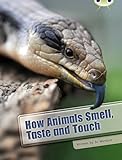 How animals smell, taste and touch
