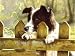 Peeking Pooch