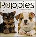 2012 Puppies Wall Calendar