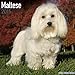 Maltese Calendar - Only Dog Breeds Maltese Calendar - 2015 Wall calendars - Dog Calendars - Monthly Wall Calendar by Avonside