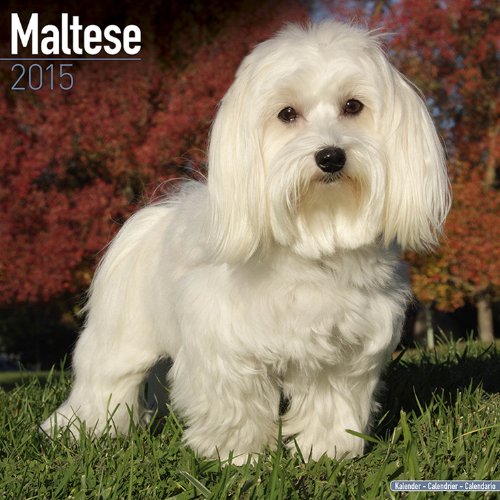 Maltese Calendar - Only Dog Breeds Maltese Calendar - 2015 Wall calendars - Dog Calendars - Monthly Wall Calendar by Avonside