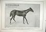 Elliman Sons Slough England First Aid Horses Dogs Birds