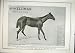 Elliman Sons Slough England First Aid Horses Dogs Birds