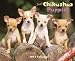 Just Chihuahua Puppies 2012 Calendar (Just (Willow Creek)) by Willow Creek Press