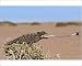 Photographic Print of Namaqua chameleon catching prey from Science Photo Library