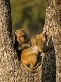 Rhesus Macaques, Pair of Macaques in Tree, Bandhavgarh, India Animals Photographic Poster Print by Elliott Neep, 42x56