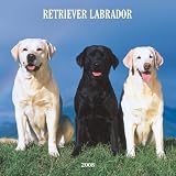 Retriever Labrador 2008 Square Wall Calendar