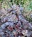 Purple Coral Bells 30 Seeds