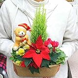 クリスマスを感じさせる花の寄せ鉢　赤いポインセチアとゴールドクレスト・シクラメンの鉢植えをバスケットにアレンジ　お祝い 誕生日