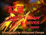 紅葉 Red and Yellow Leaves in Japan: 山梨県、芦川渓谷・西沢渓谷、武田神社、国営昭和記念公園、東京都府中市の紅葉
