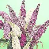 Amazon / Hirts: Seed; Trees & Shrubs: Butterfly Bush 75 Seeds - Buddleia - Perennial