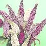Butterfly Bush 75 Seeds/Seed - Buddleia