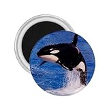 Orca Killer Whale Refrigerator Magnet