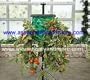 Topsy Turvy Tomato Tree