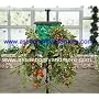 Topsy Turvy Tomato Tree