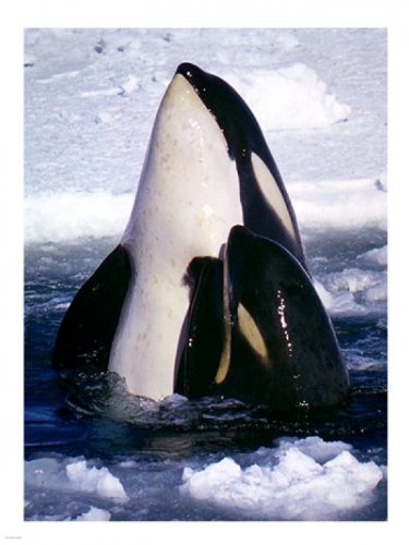 Orca Whale Photos, Posters & Facts