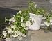Apollo Plastics E006-GREEN 6-Inch Green Self-Watering Planter