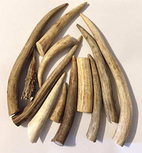 *12 Pack* Premium Antler Tips, Tines, and Pieces by Lonestar Naturals