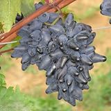 Weinrebe ROBUSTAREBE PHILIPP Datteltraube NEUHEIT