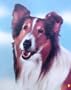 Lassie: A Dog's Life, The First Fifty Years