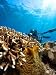 Wallmonkeys Peel and Stick Wall Decals - Diver with Underwater Camera by Coral Reef - Removable Graphic