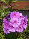 Eigenschaften Dachstauden  / Phlox paniculata Amethyst - violettblühender Staudenphlox