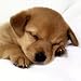 Dog Gone Good Dog Treats...Homemade, Pure, Natural, No Additives